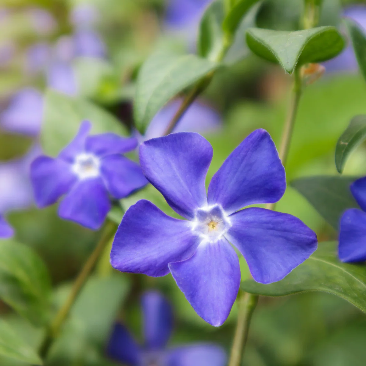 Green Paradise® Vinca Flower (Barmasi) Plant - Image 4