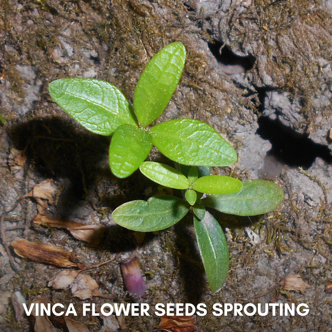 Green Paradise® Vinca Flower (Improved) Seeds Pack - Image 3