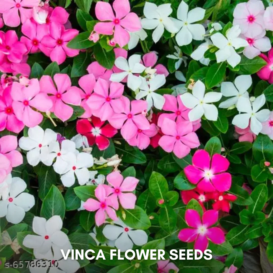 Green Paradise® Vinca Flower (Improved) Seeds Pack - Image 4