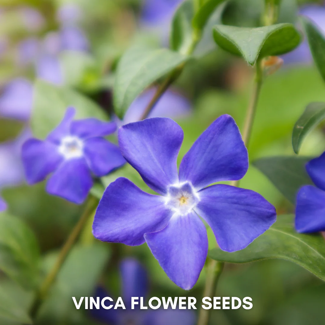 Green Paradise® Vinca Flower (Improved) Seeds Pack - Image 5