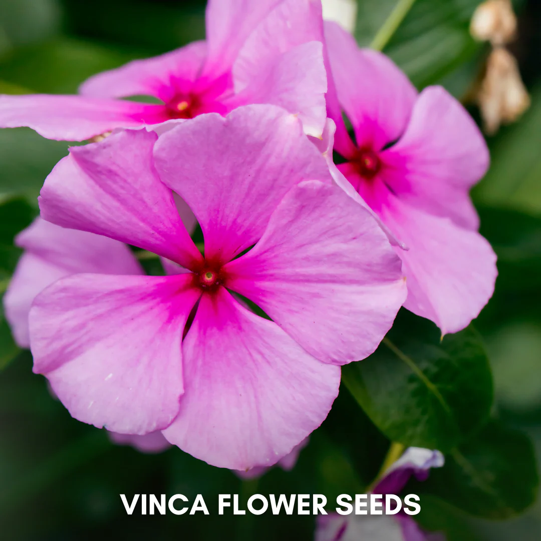 Green Paradise® Vinca Flower (Improved) Seeds Pack - Image 6