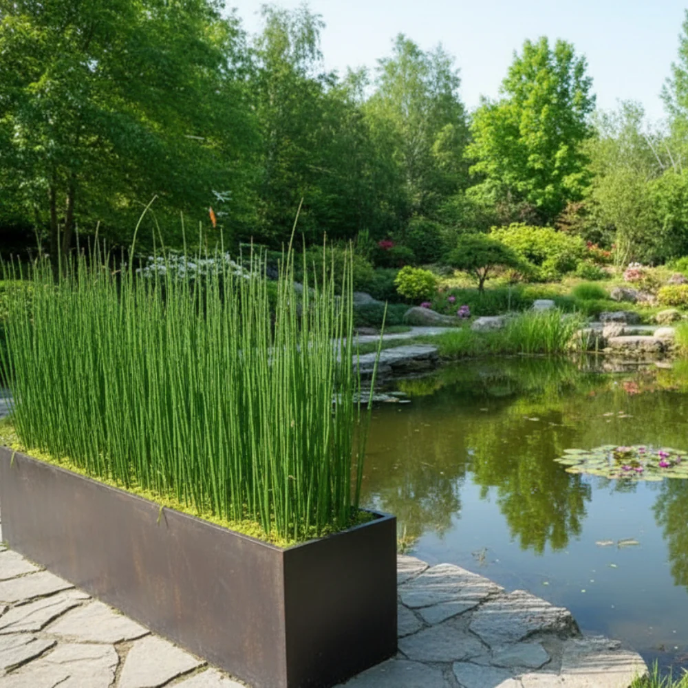 Green Paradise® Water Bamboo (Equisetum) – Live Aquatic Plant for Home Garden, Ponds & Indoor Décor | Low Maintenance Evergreen Horsetail Plant - Image 4