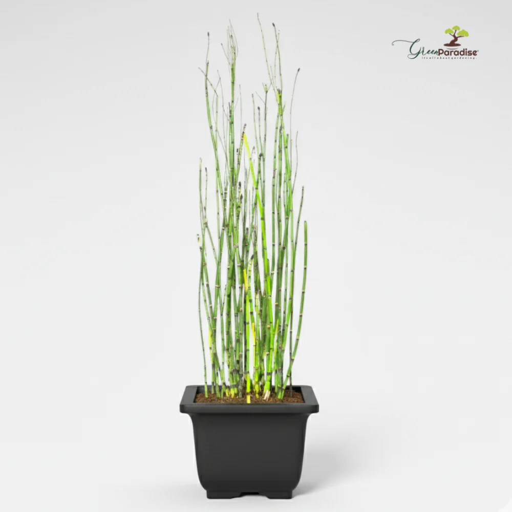 Green Paradise® Water Bamboo (Equisetum) – Live Aquatic Plant for Home Garden, Ponds & Indoor Décor | Low Maintenance Evergreen Horsetail Plant - Image 5