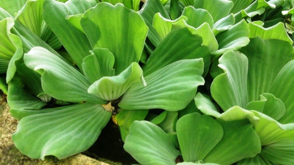 Green Paradise® Water Rose (Pistia) – Live Water Cabbage Aquatic Plant for Ponds, Aquariums & Water Gardens | Natural Oxygenating Floating Plant - Image 3