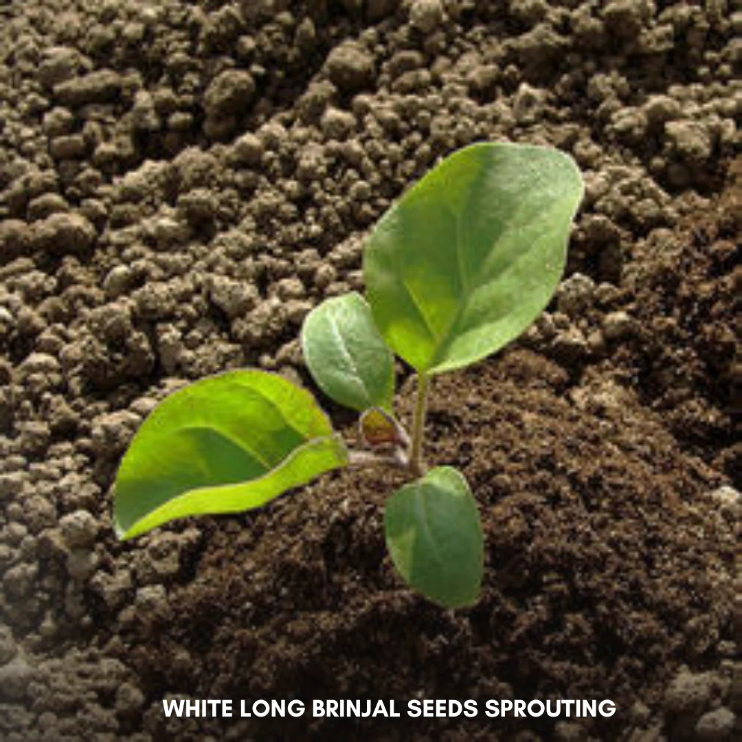 Green Paradise® White Long Brinjal F1 Hybrid Seeds Pack - Image 3
