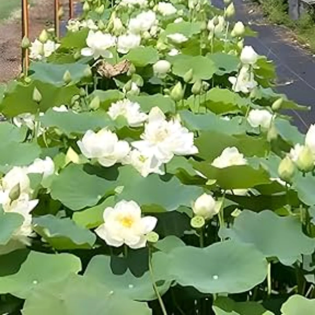 Green Paradise® White Lotus Tuber for Pond & Water Gardens – Healthy, Ready to Grow Aquatic Flower Plant Bulb - Image 2