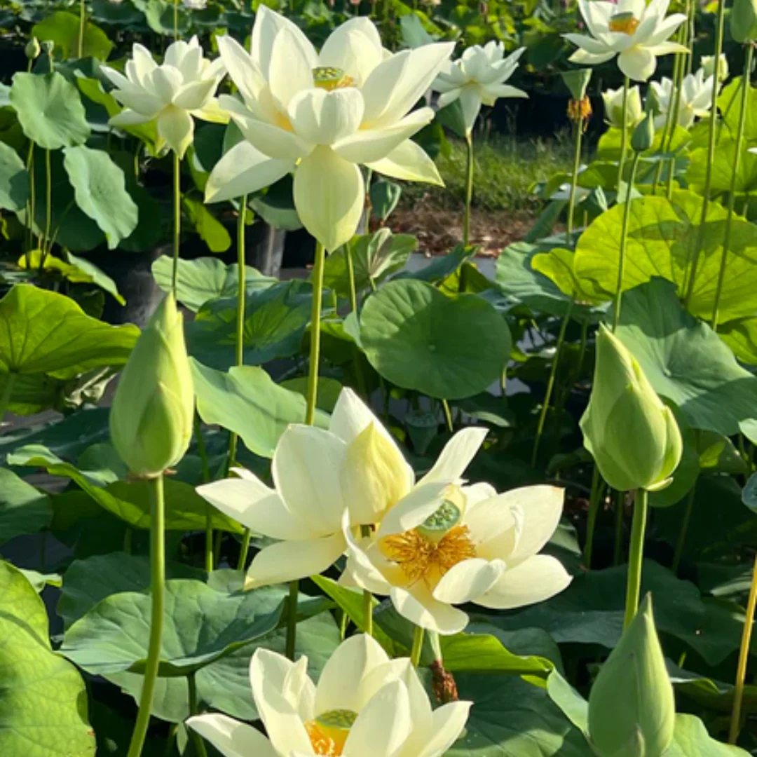 Green Paradise® White Lotus Tuber for Pond & Water Gardens – Healthy, Ready to Grow Aquatic Flower Plant Bulb - Image 4