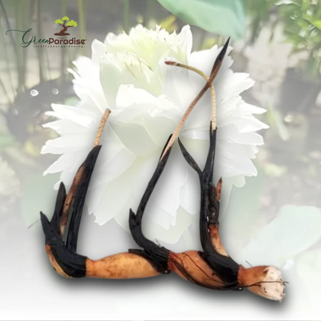 Green Paradise® White Lotus Tuber for Pond & Water Gardens – Healthy, Ready to Grow Aquatic Flower Plant Bulb - Image 5