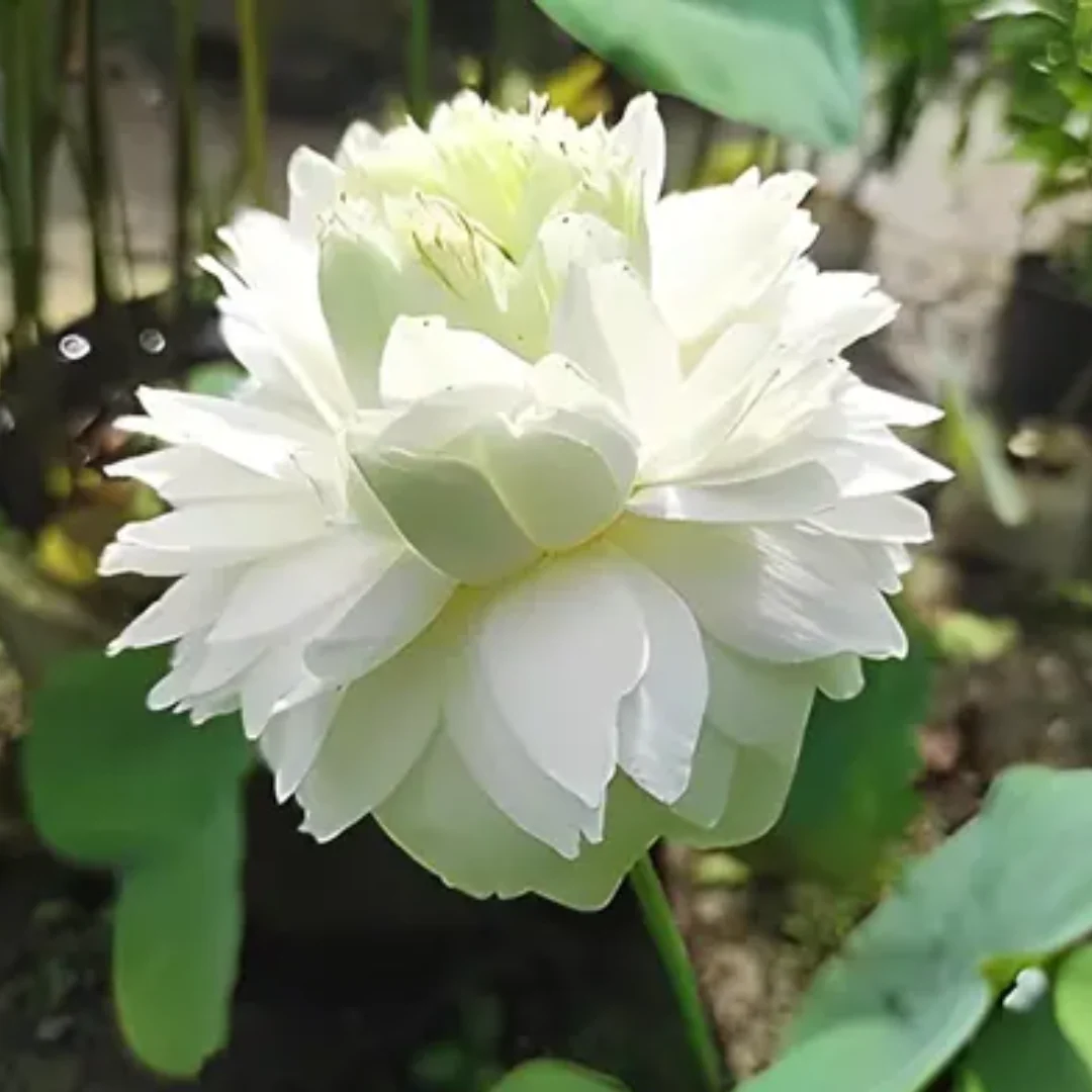 Green Paradise® White Lotus Tuber for Pond & Water Gardens – Healthy, Ready to Grow Aquatic Flower Plant Bulb - Image 7