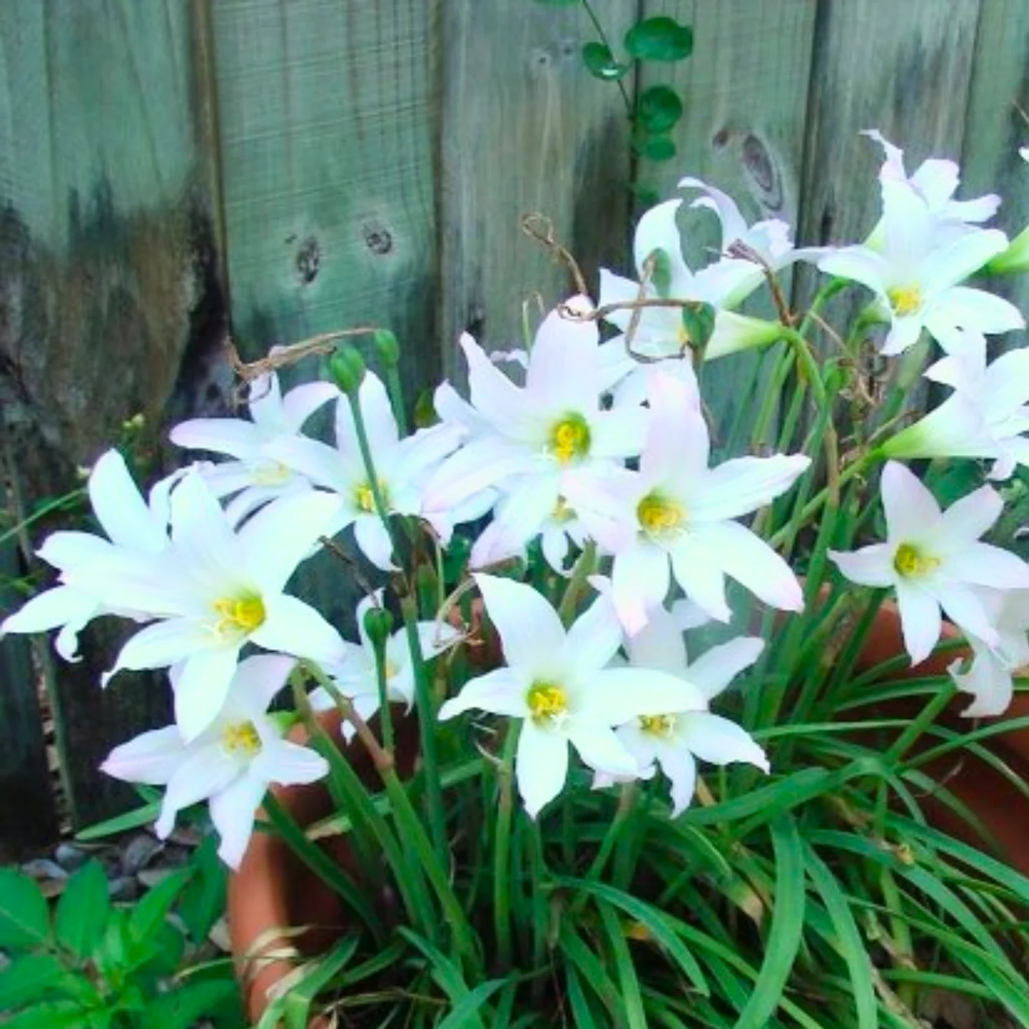 Green Paradise® White Rainlily (Zephyranthes candida) Bulbs (set of 5 Bulbs) - Image 3