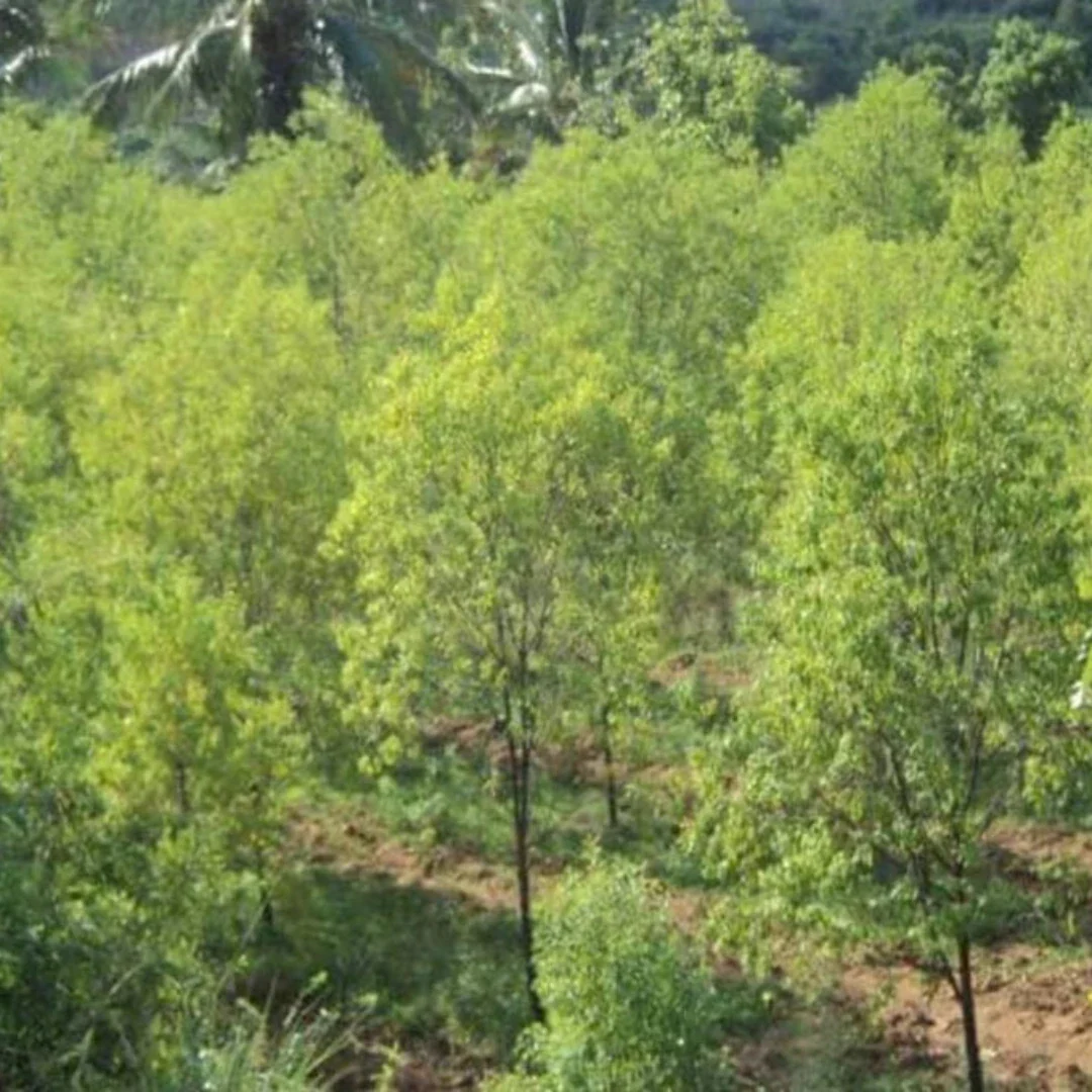 Green Paradise® White Sandalwood Plant - Image 2