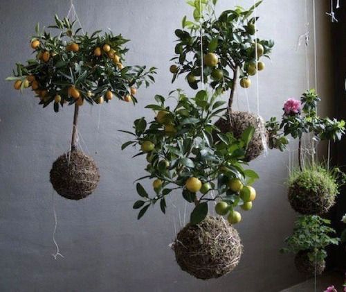 Green Paradise Expanded Clay Balls Approx 2kg Clay Balls, Hydrotons, Lightweight Expanded Clay Aggregate (LECA) for Hydroponics, Aeroponics & Aquaponics, Size-8-15mm - Image 3
