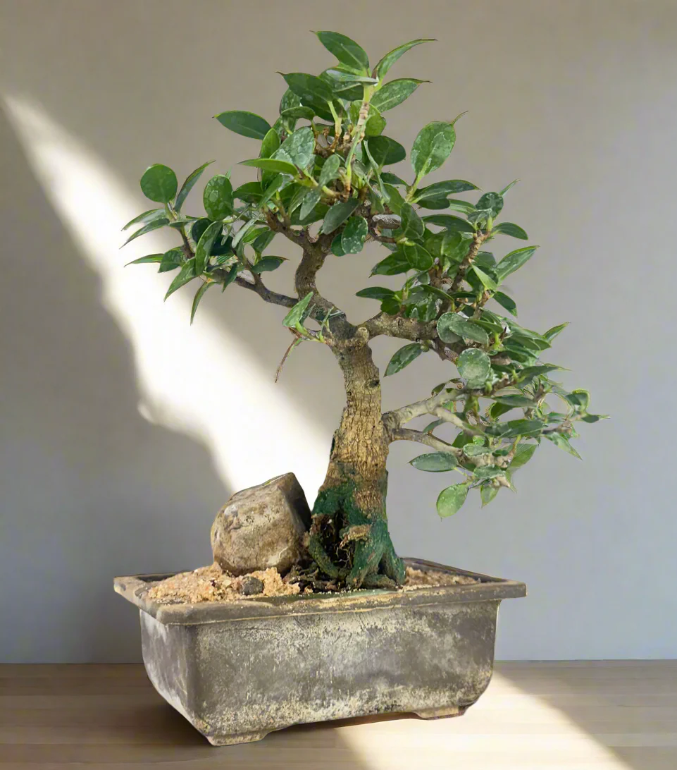 Green Paradise Ficus Compacta Bonsai Tree 008 ( get the same tree shown in the image ) - Image 5
