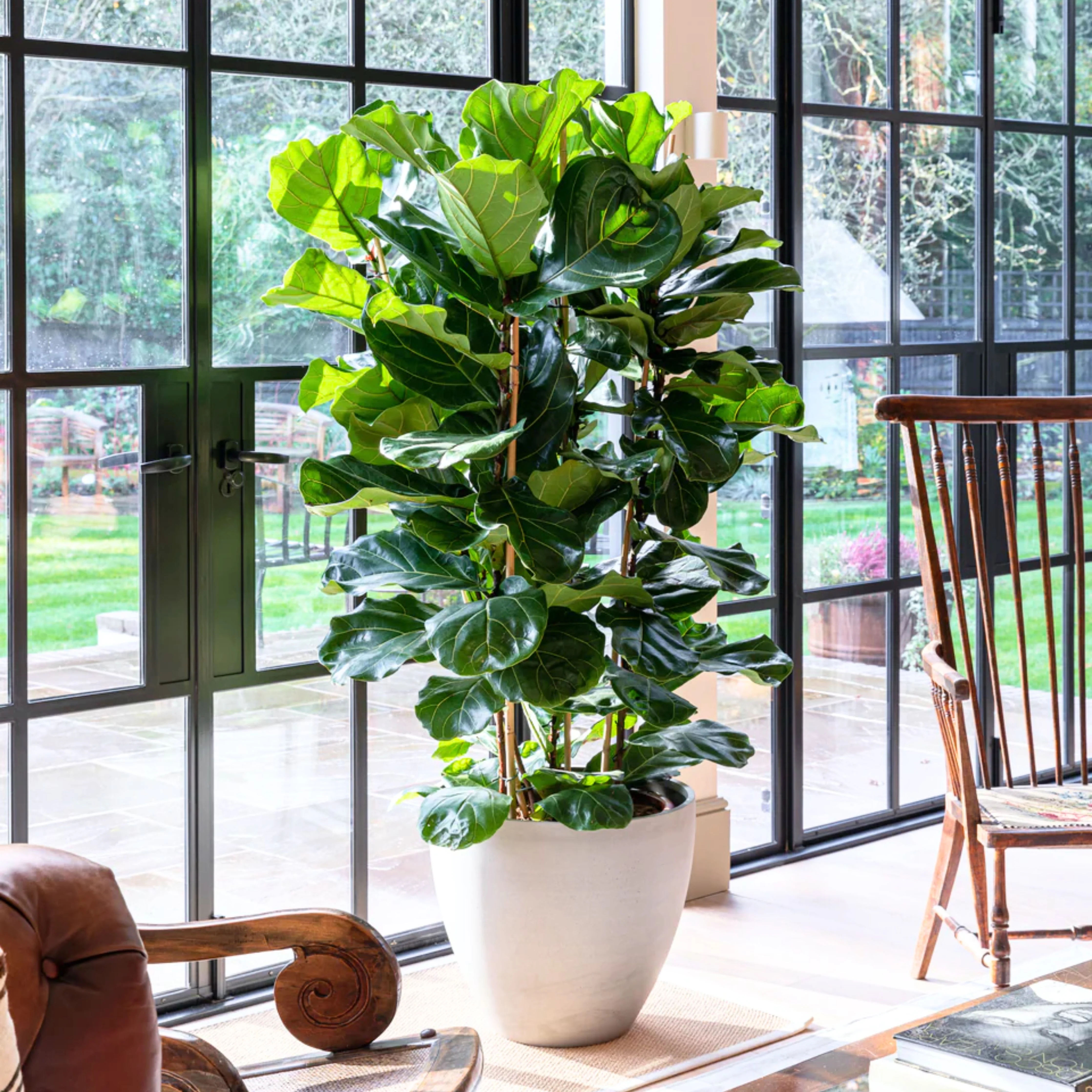 Green Paradise Ficus Lyrata Plant Fiddle Leaf Fig Live Plant - Image 4