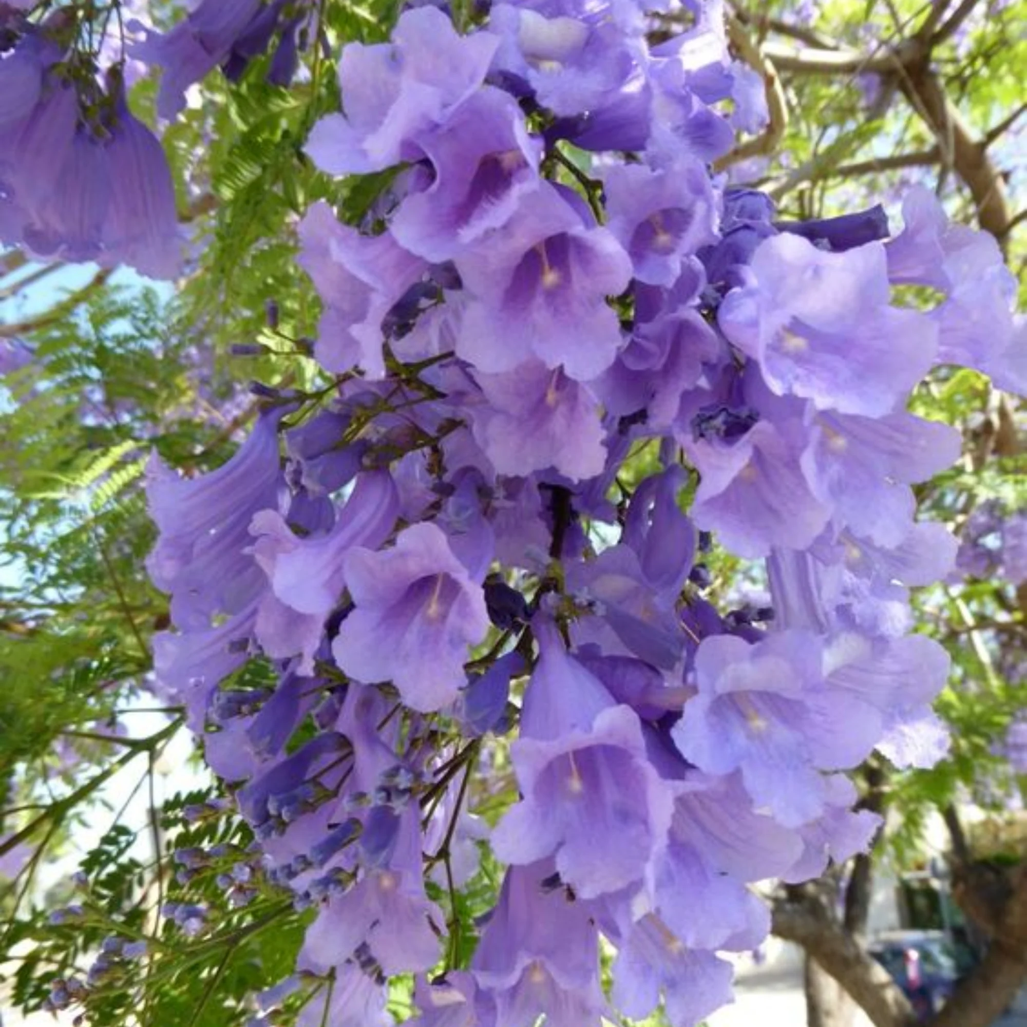 Green Paradise Jacaranda Mimosifolia Plant - Image 2