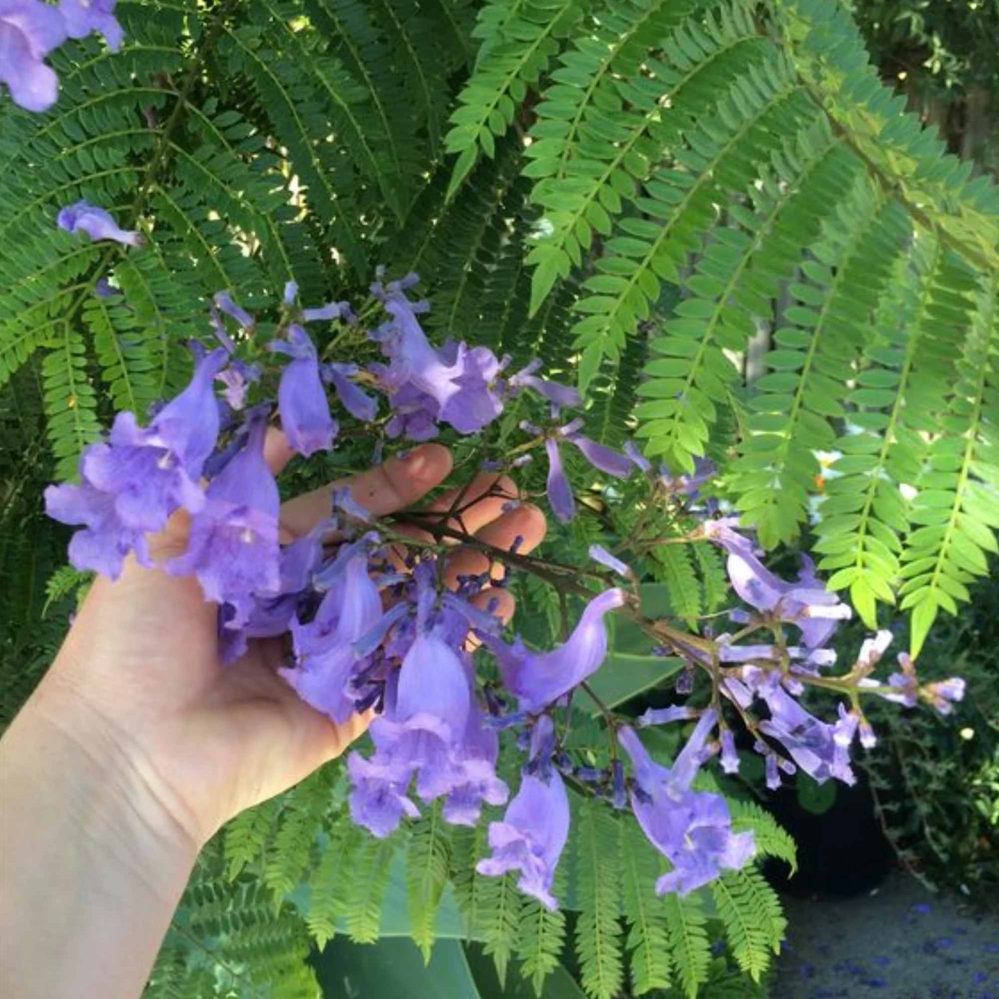 Green Paradise Jacaranda Mimosifolia Plant - Image 3