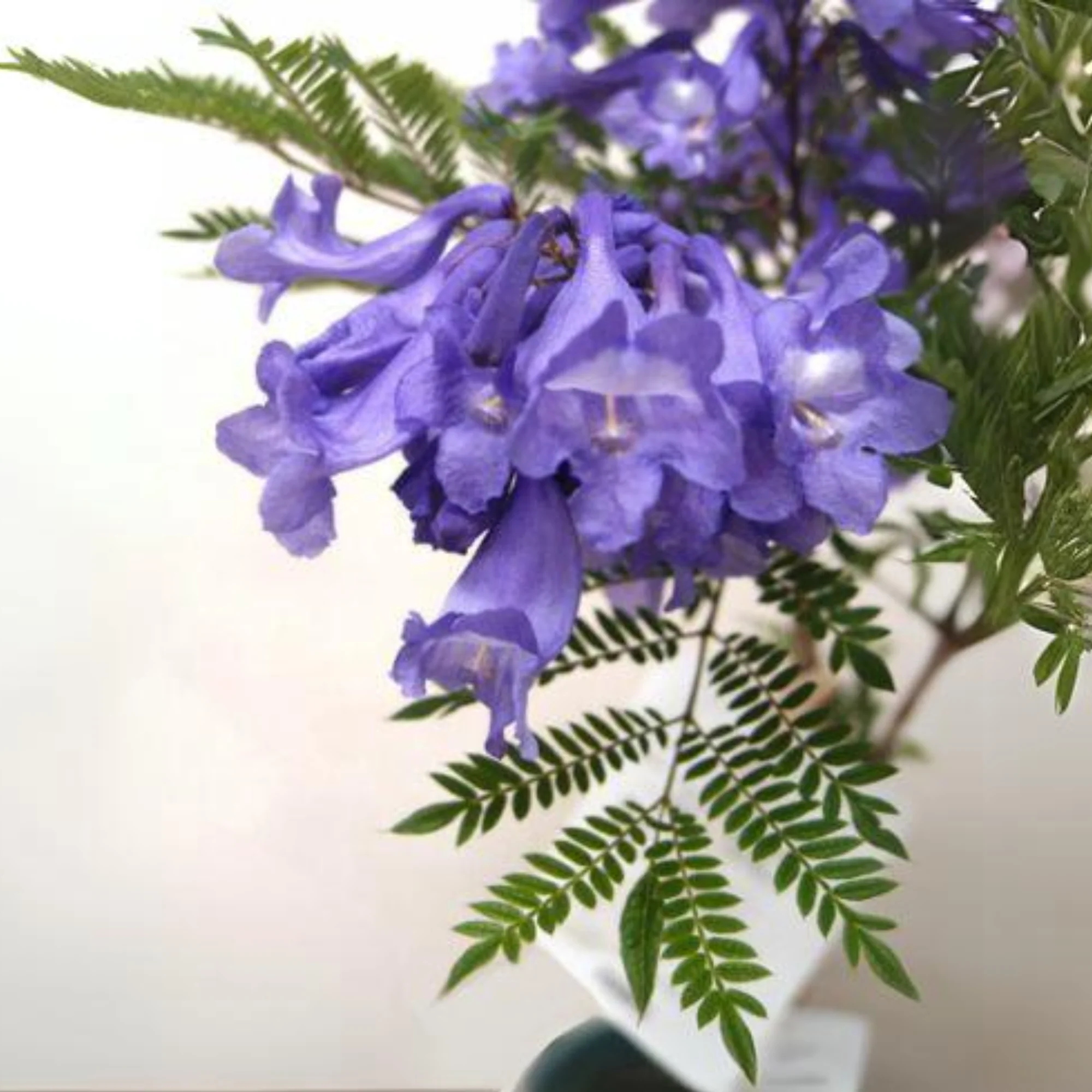 Green Paradise Jacaranda Mimosifolia Plant - Image 4