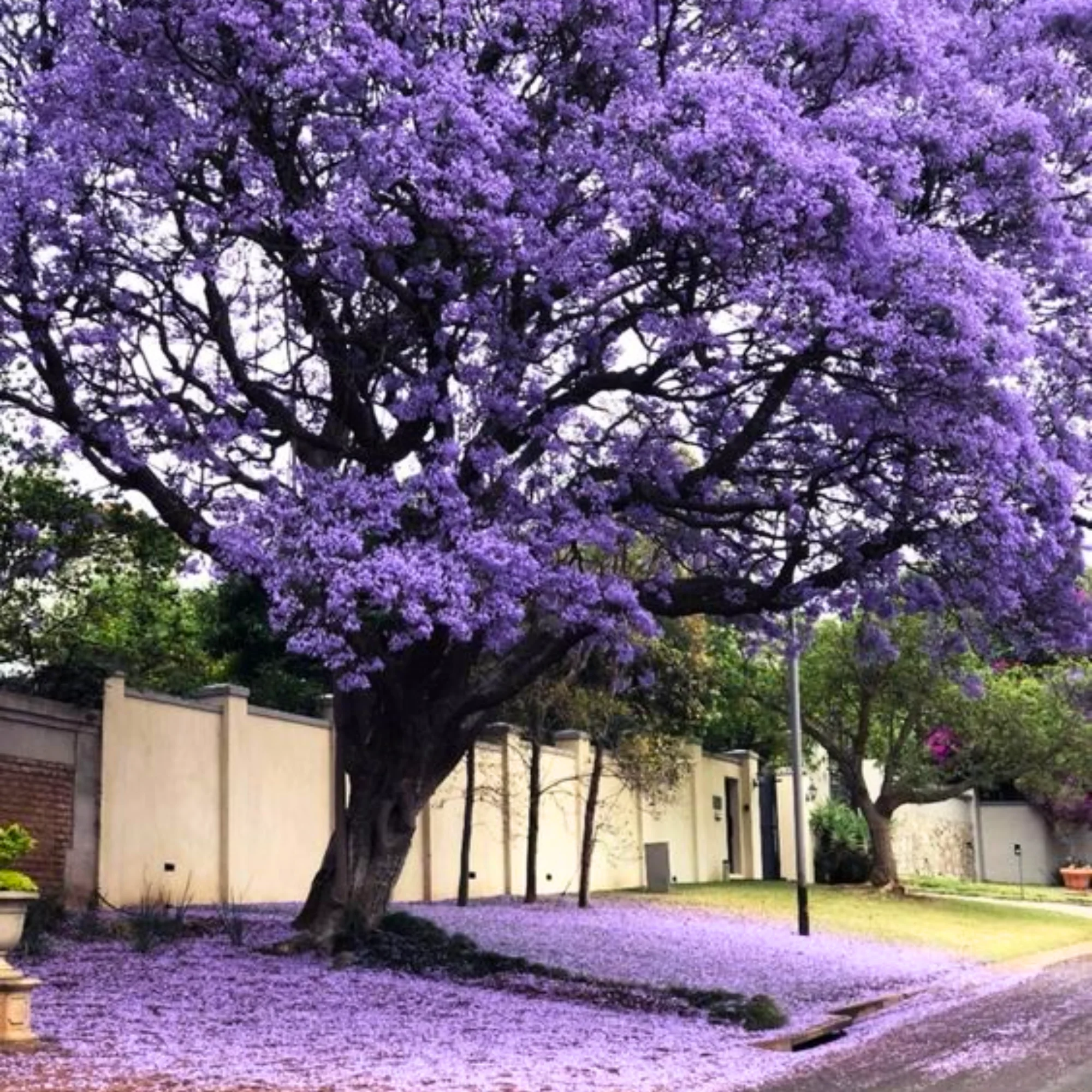 Green Paradise Jacaranda Mimosifolia Plant - Image 5