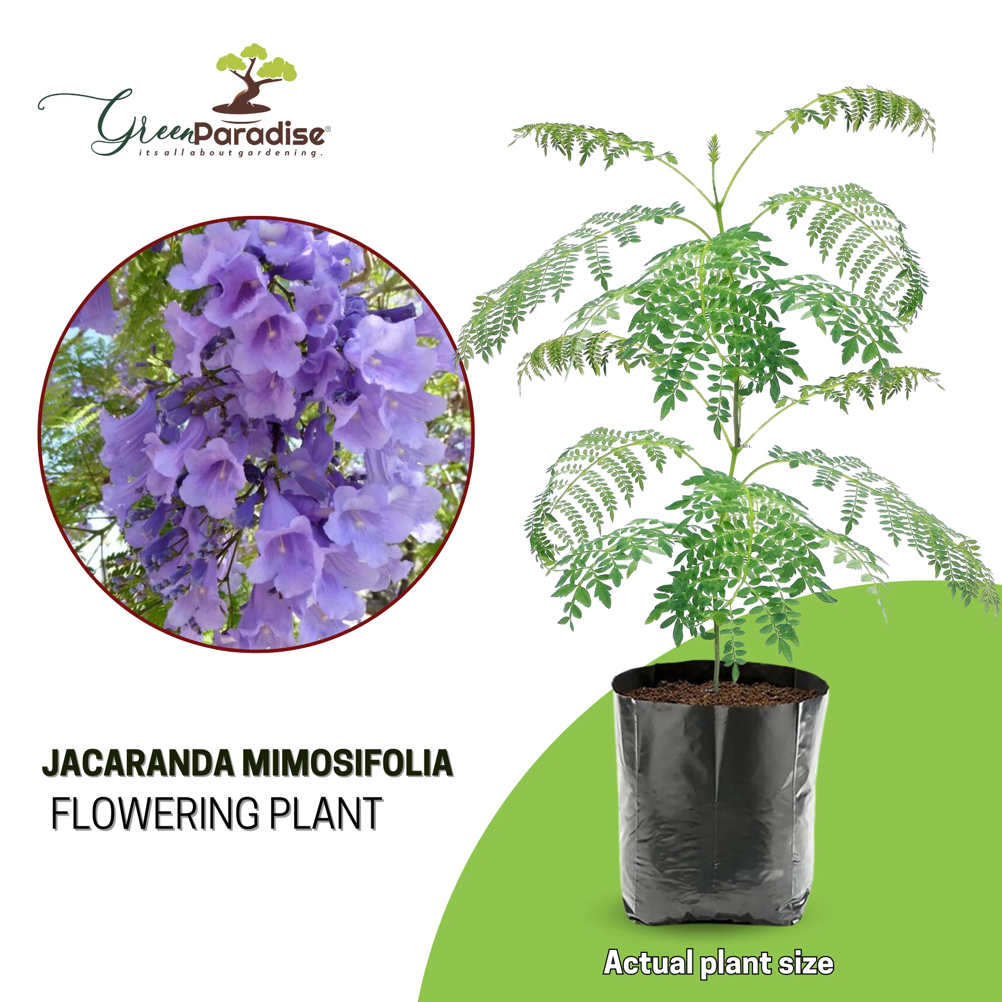 Green Paradise Jacaranda Mimosifolia Plant - Image 6