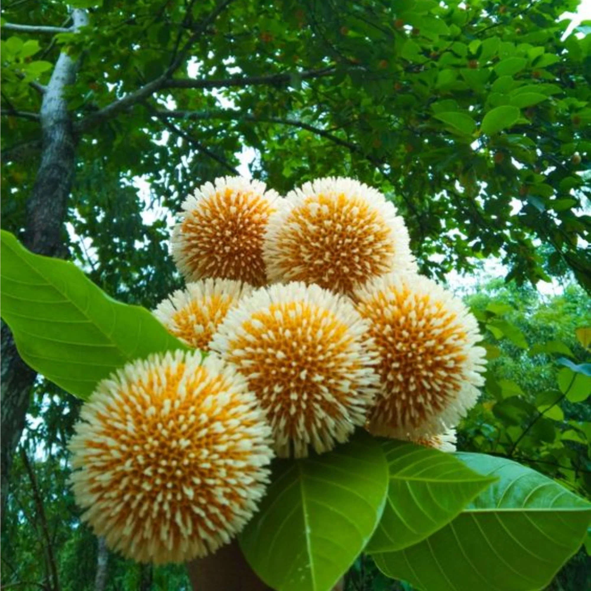 green paradise kadamba Tree krishna kadamb tree live plant - Image 2