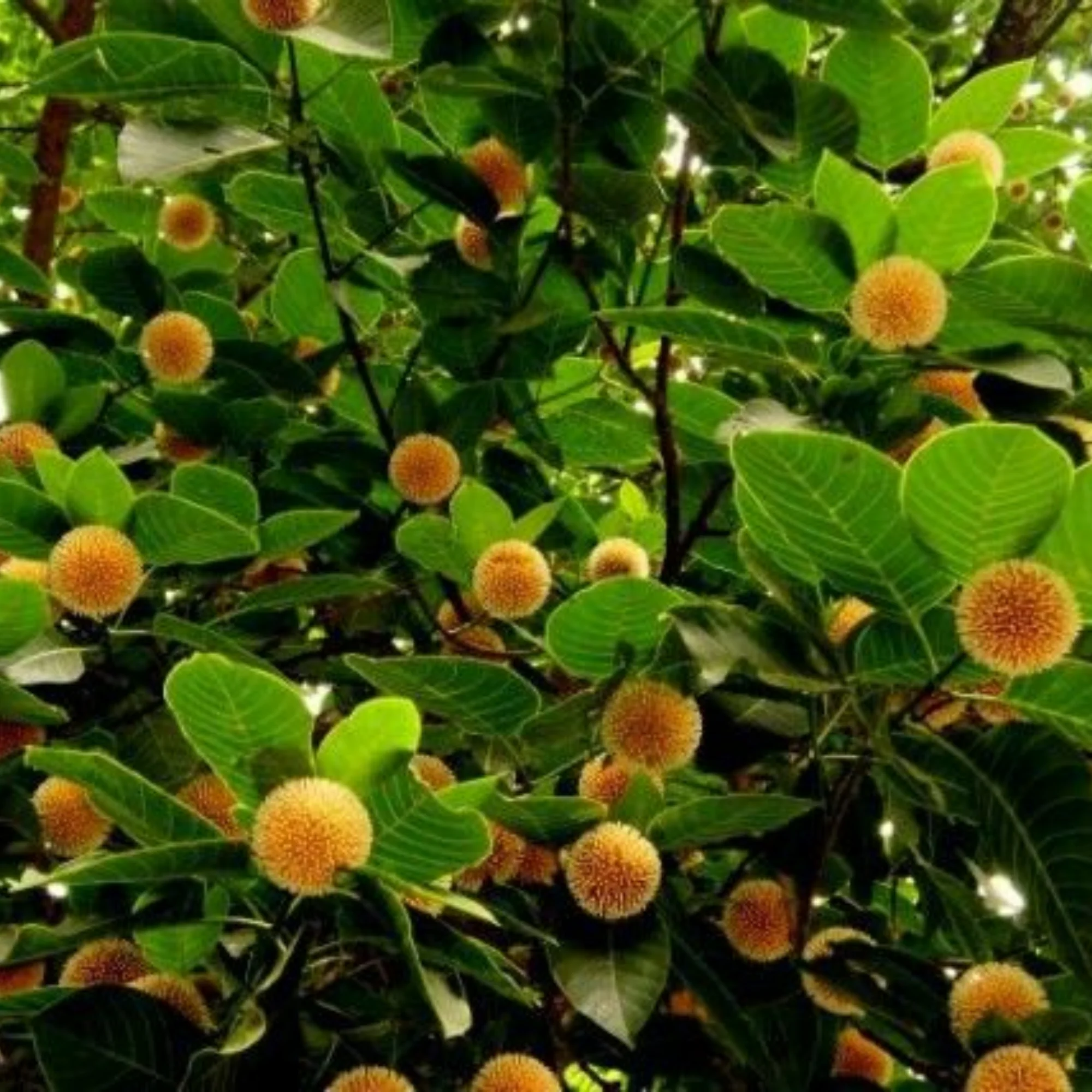 green paradise kadamba Tree krishna kadamb tree live plant - Image 3