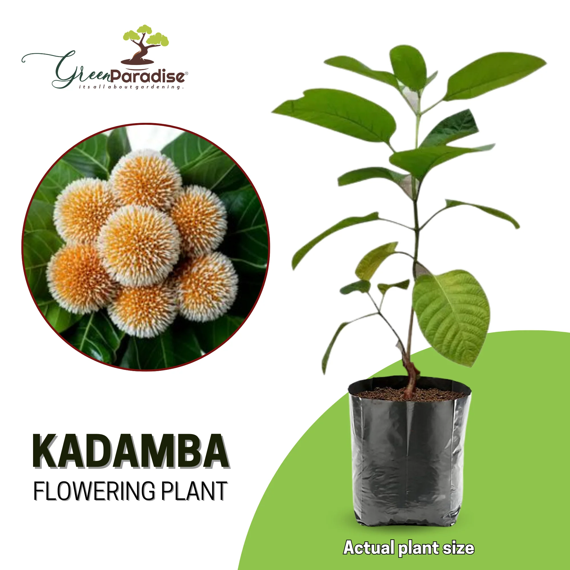 green paradise kadamba Tree krishna kadamb tree live plant - Image 4