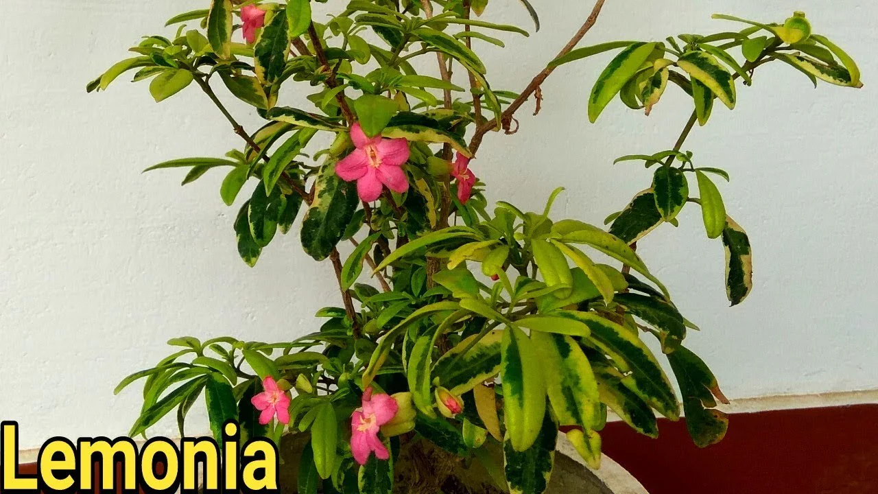 Green Paradise lemonia spectabilis varigated bonsai tree - Image 2