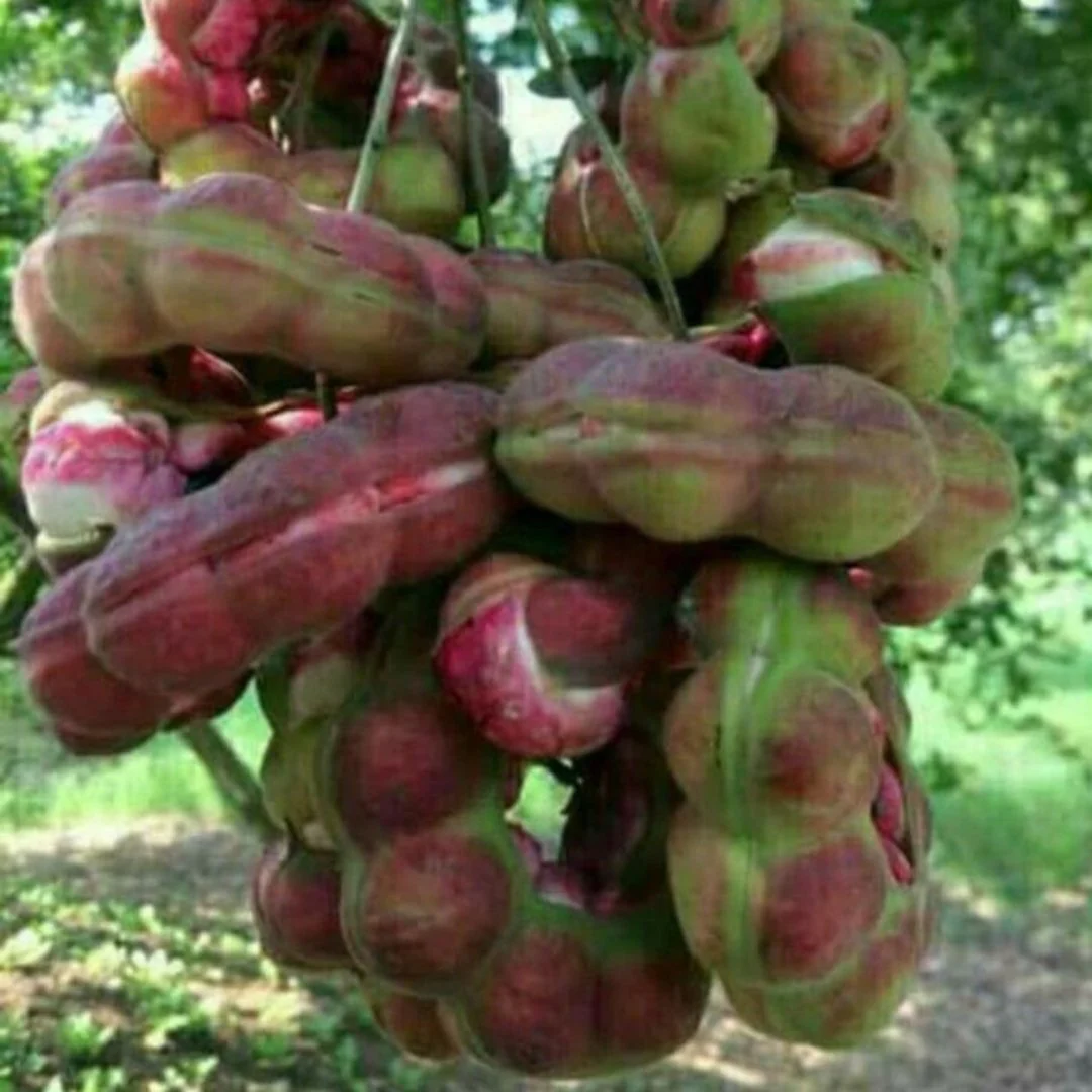 Green Paradise Manila Tamarind Camachile sweet fruit live plant - Image 3