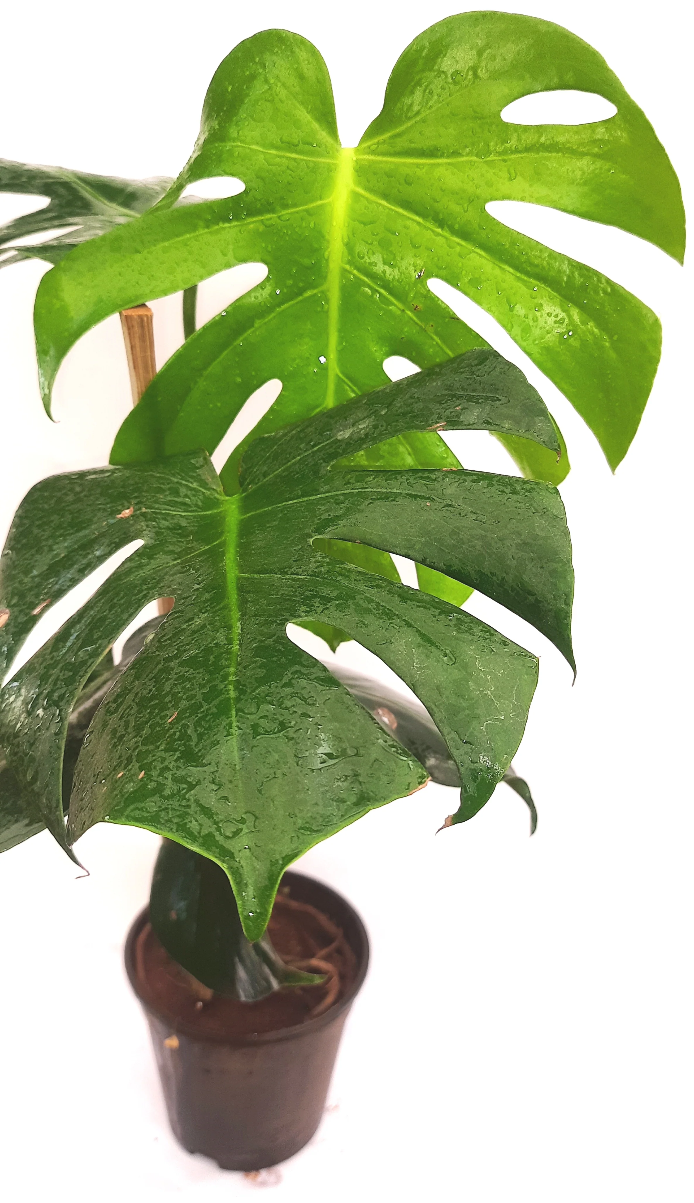 Green Paradise Monstera Deliciosa Live Indoor Monstera Plant with Nursery Pot - Image 2