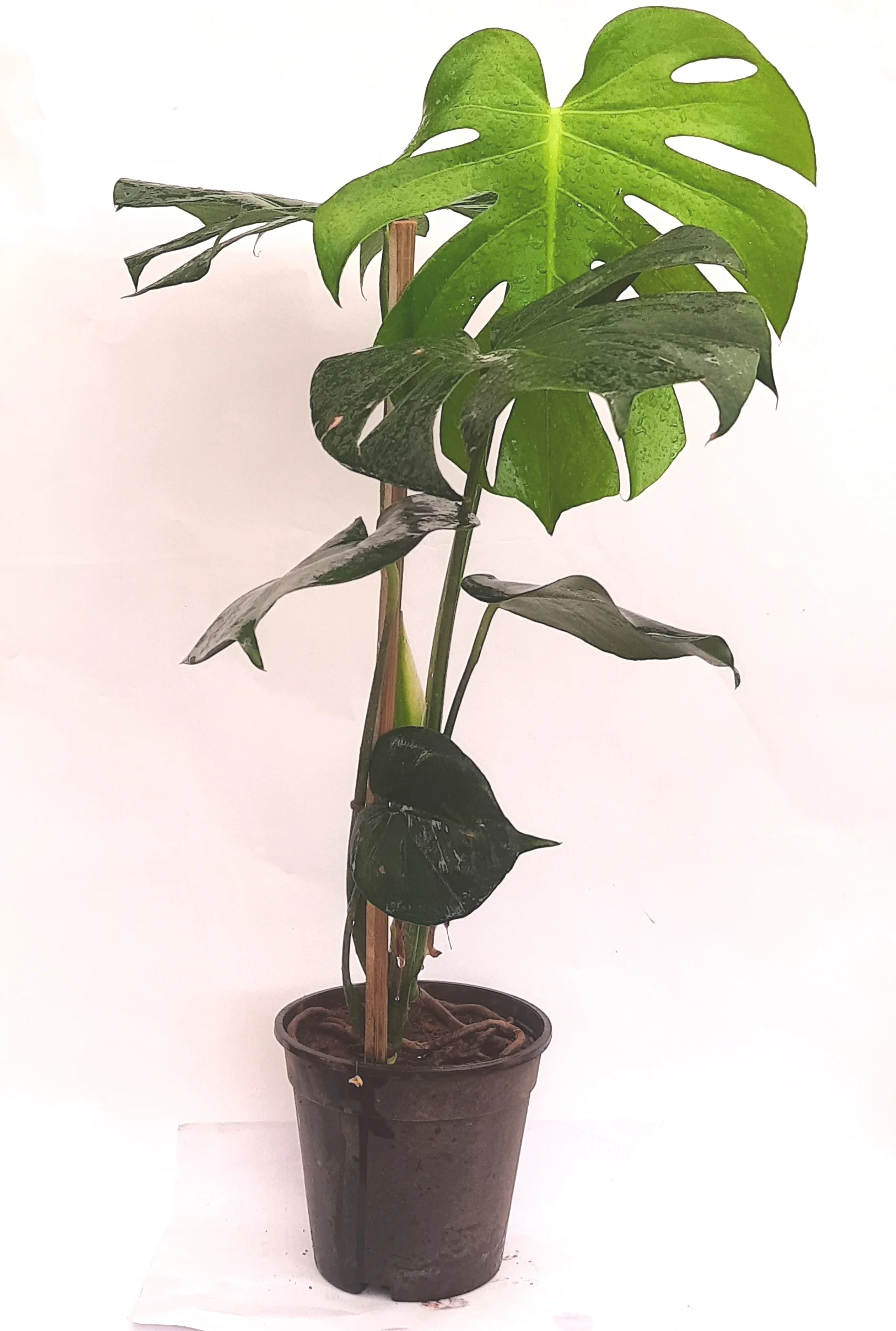 Green Paradise Monstera Deliciosa Live Indoor Monstera Plant with Nursery Pot - Image 3