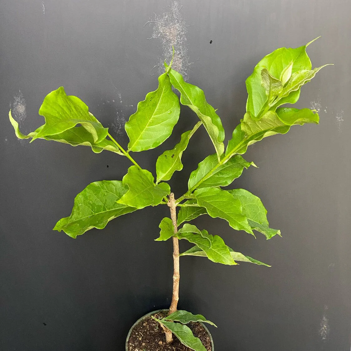 Green Paradise Peanut Butter Fruit Plant Bunchosia argentea Live Plant - Image 6
