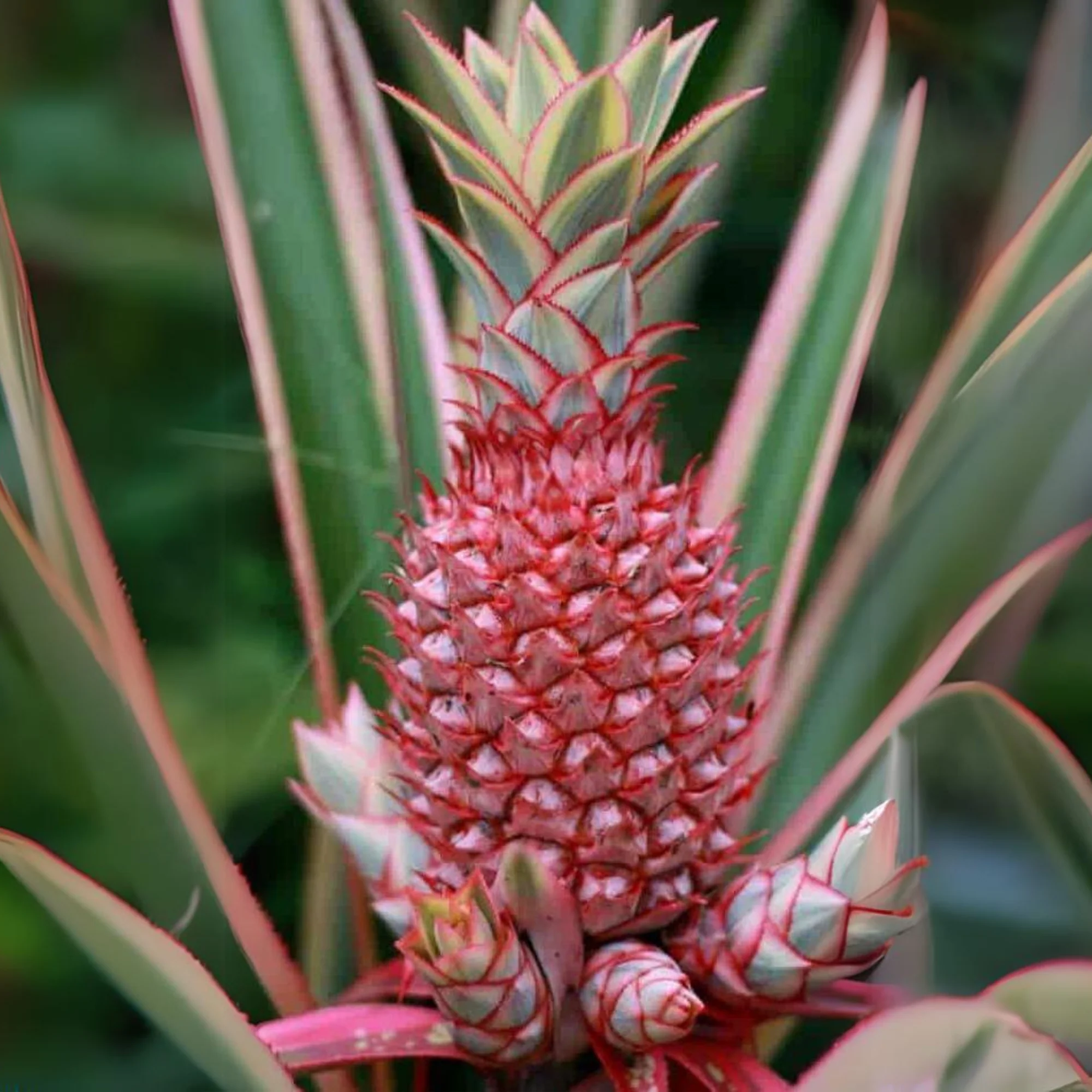Green Paradise Red Dwarf Pine Apple Plant - Image 2