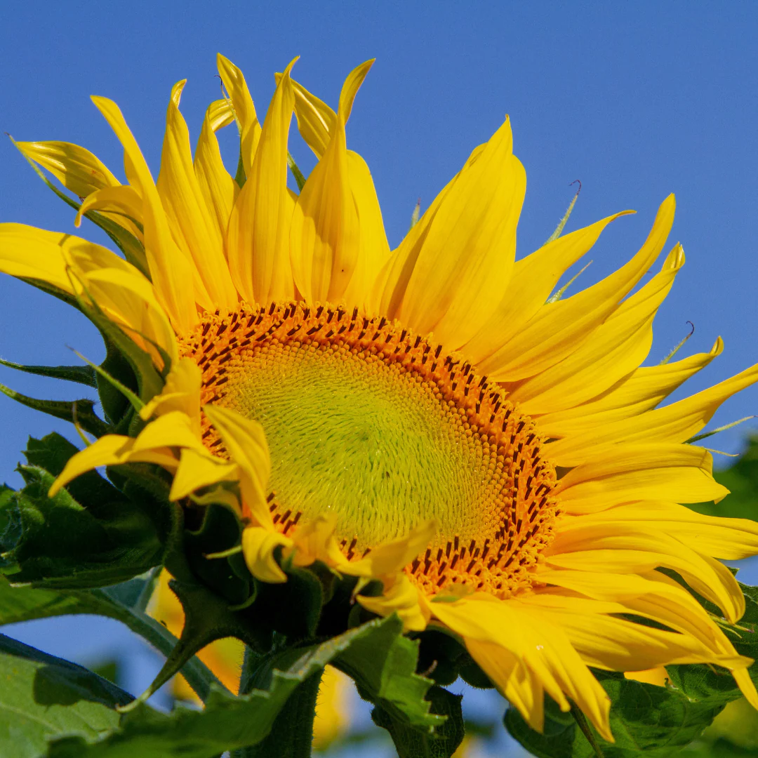Green Paradise Sunflower seeds F1 Quality Seeds [Pack of 20 seeds] - Image 3