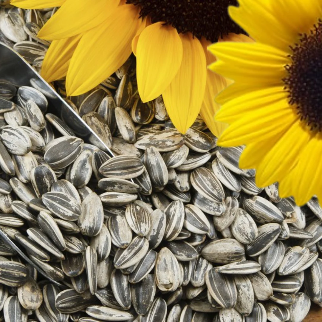 Green Paradise Sunflower seeds F1 Quality Seeds [Pack of 20 seeds] - Image 4