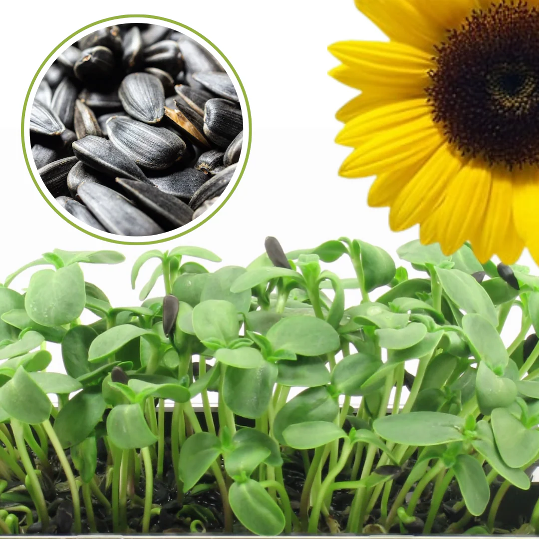 Green Paradise Sunflower seeds F1 Quality Seeds [Pack of 20 seeds] - Image 5