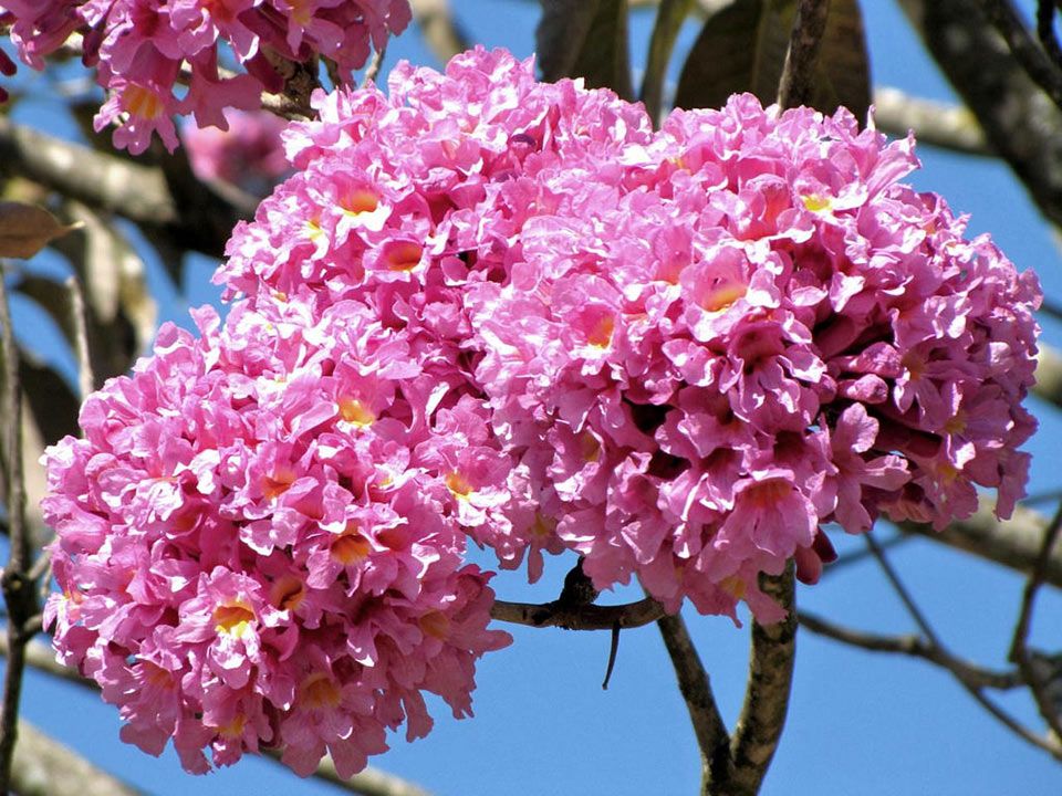 Green Paradise Tabebuia avellanedae Pink Trumpet tree Seeds Pack (10 seeds) Beautiful Pink Flowering Easy And Fast Growing Tree Seeds - Image 2
