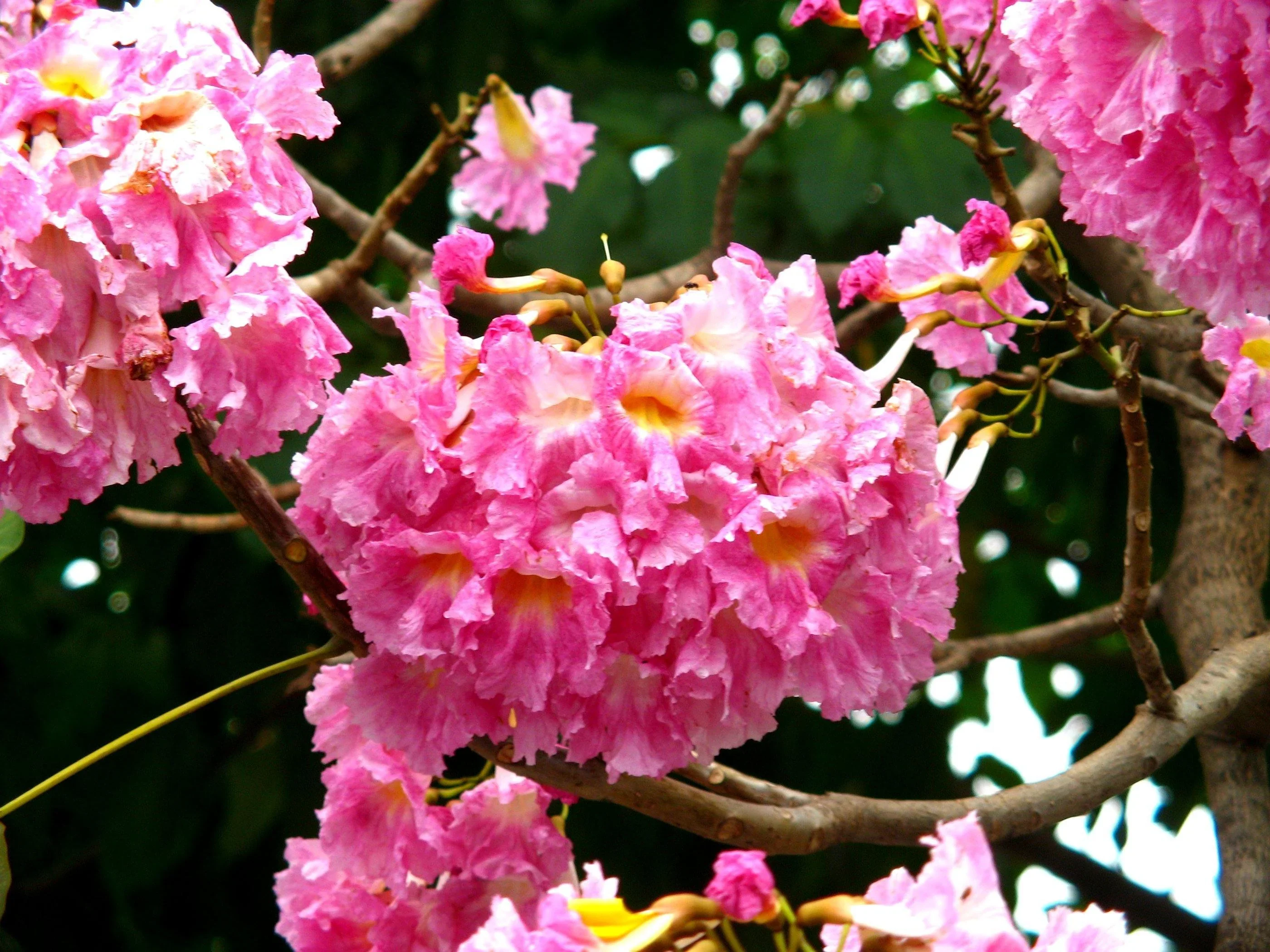 Green Paradise Tabebuia avellanedae Pink Trumpet tree Seeds Pack (10 seeds) Beautiful Pink Flowering Easy And Fast Growing Tree Seeds - Image 3