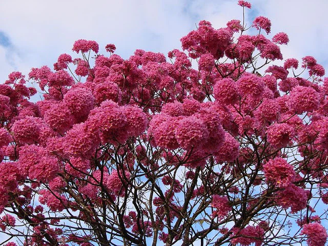 Green Paradise Tabebuia avellanedae Pink Trumpet tree Seeds Pack (10 seeds) Beautiful Pink Flowering Easy And Fast Growing Tree Seeds - Image 4