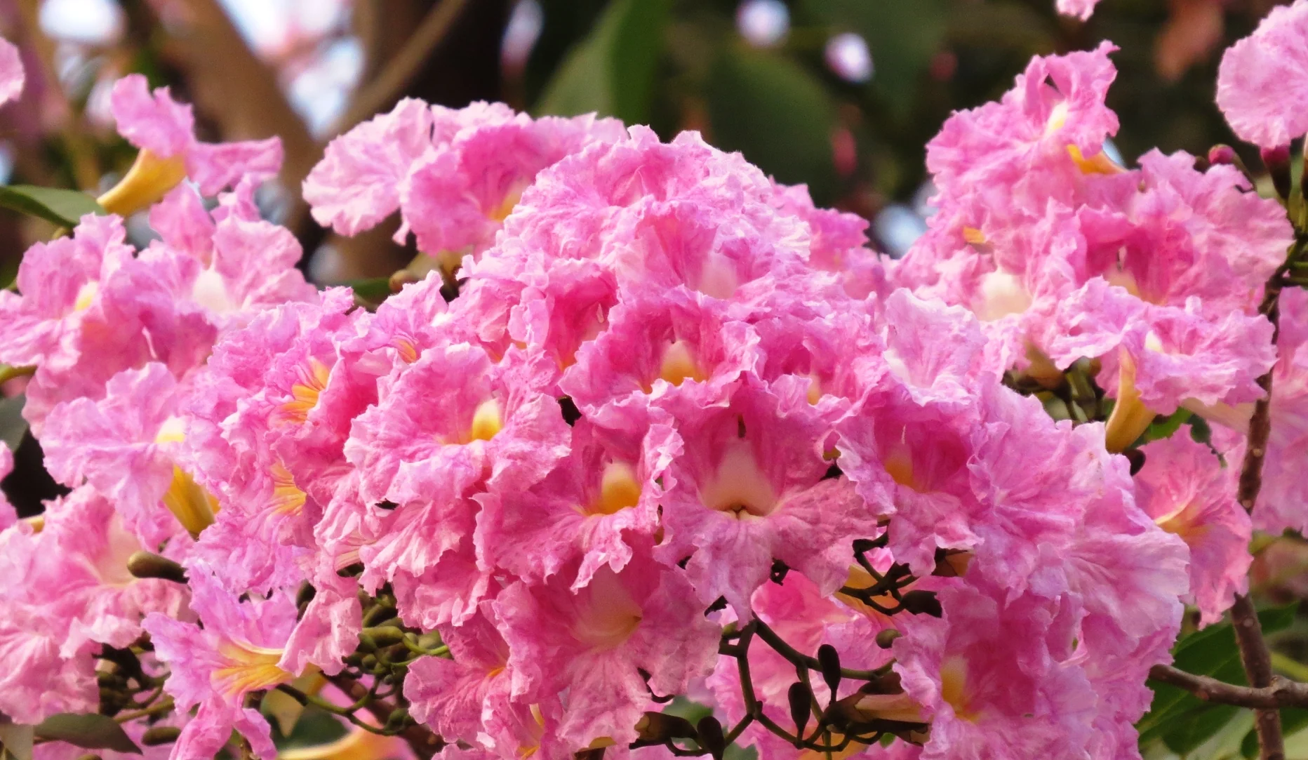 Green Paradise Tabebuia Rosea pink trumpet tree Seeds - Image 2