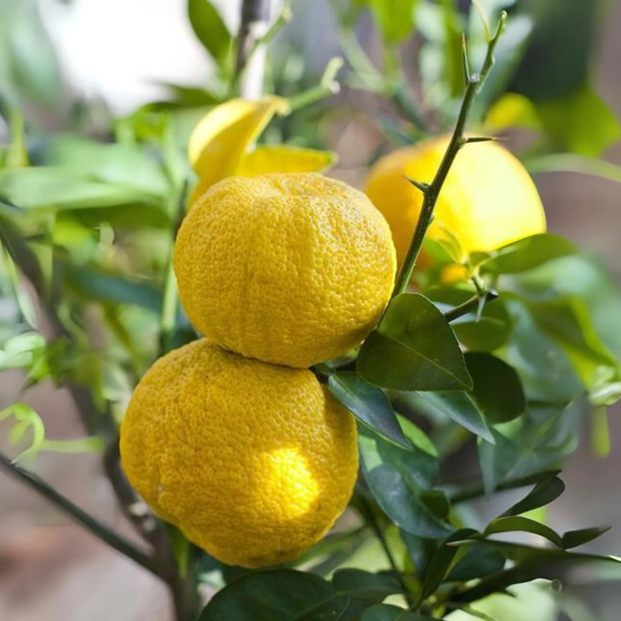 Green paradise Vietnamese Malta new yellow Malta live Grafted Plant - Image 3
