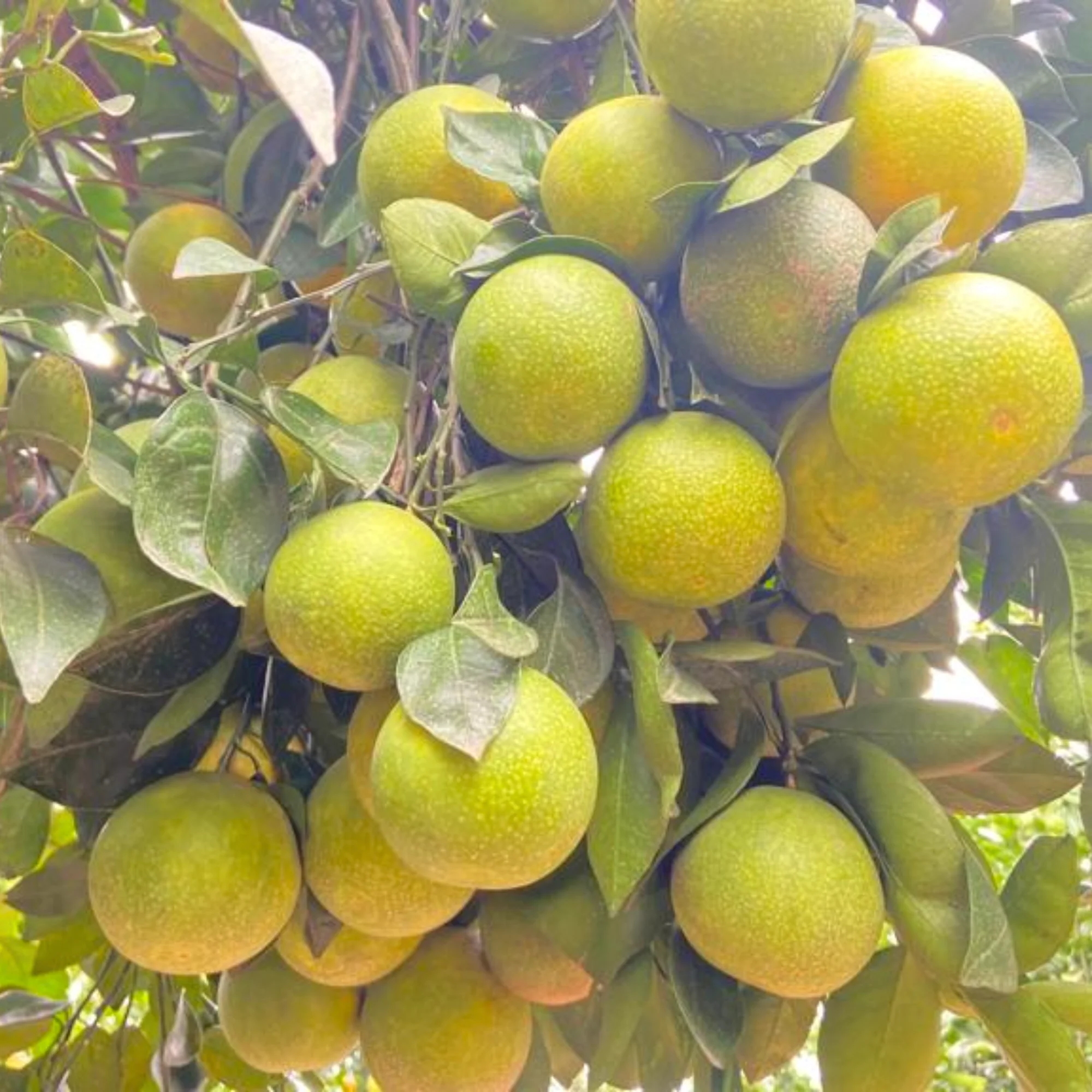 Green paradise Vietnamese Malta new yellow Malta live Grafted Plant - Image 4