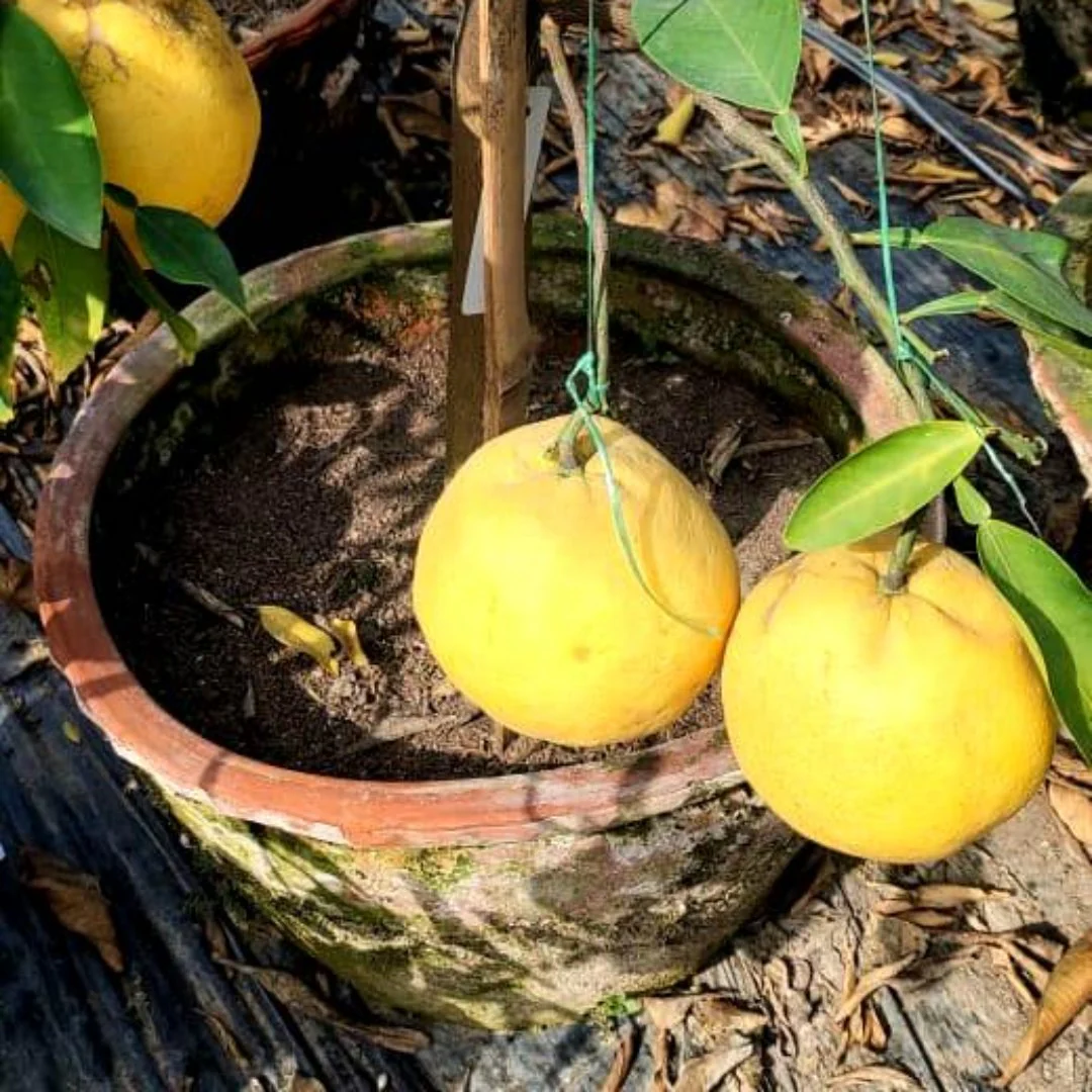Green paradise Vietnamese Malta new yellow Malta live Grafted Plant - Image 5