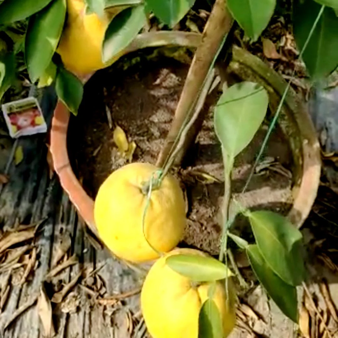 Green paradise Vietnamese Malta new yellow Malta live Grafted Plant - Image 6
