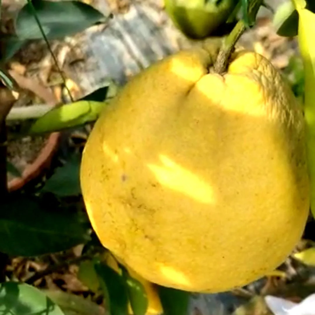 Green paradise Vietnamese Malta new yellow Malta live Grafted Plant - Image 7