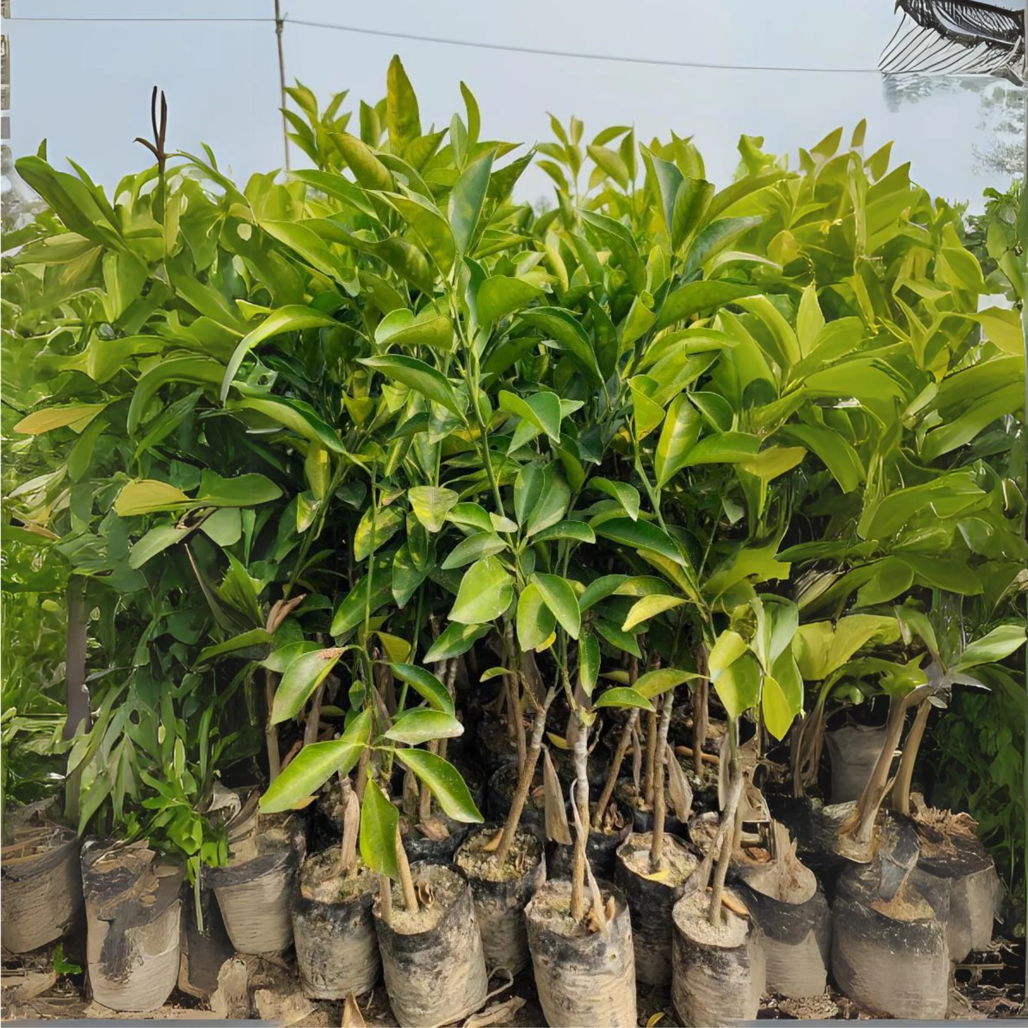 Green paradise Vietnamese Malta new yellow Malta live Grafted Plant - Image 8