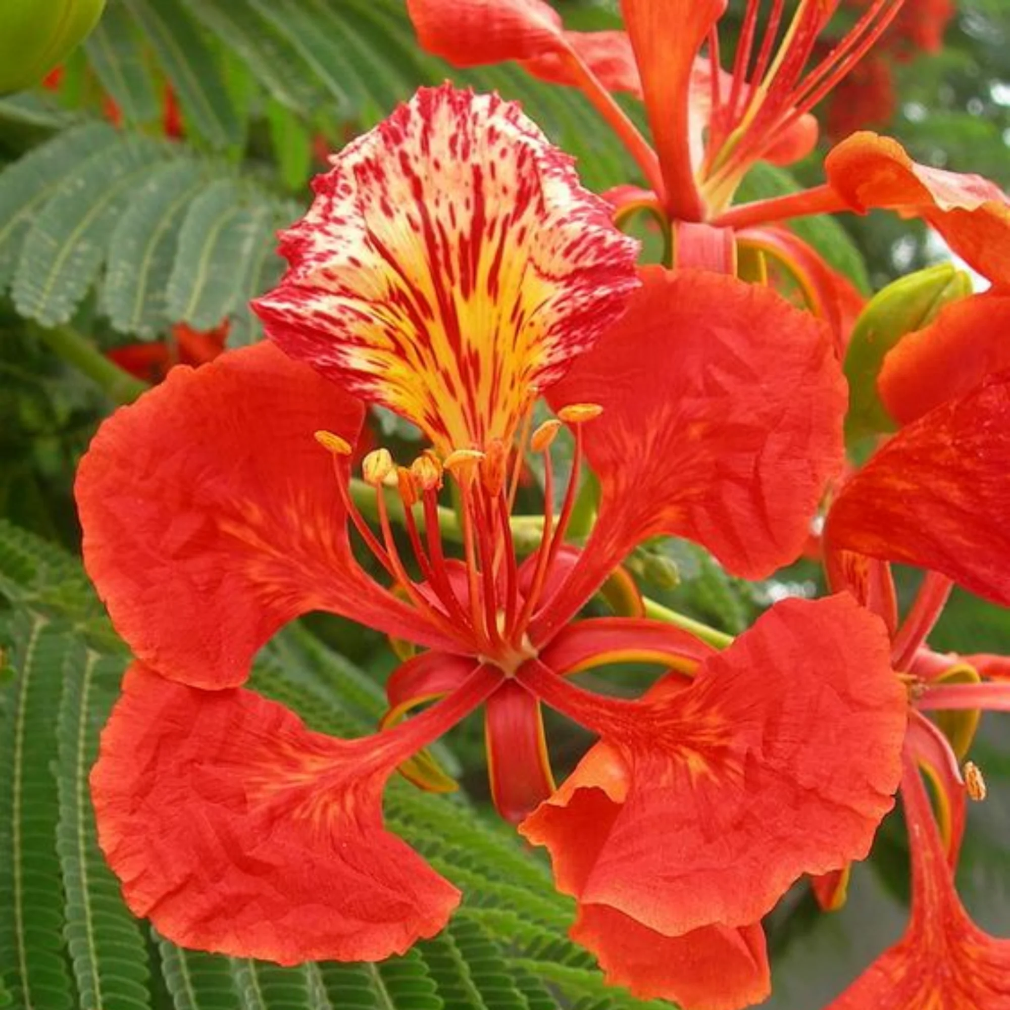 Green Paradise Gulmohar Live Plant - Image 2