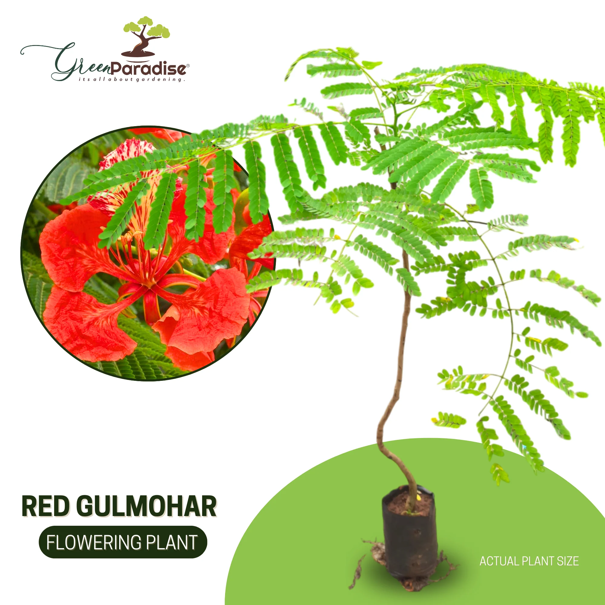 Green Paradise Gulmohar Live Plant - Image 4