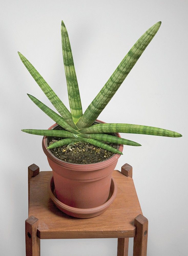 sansevieria Boncel Plant - Image 3