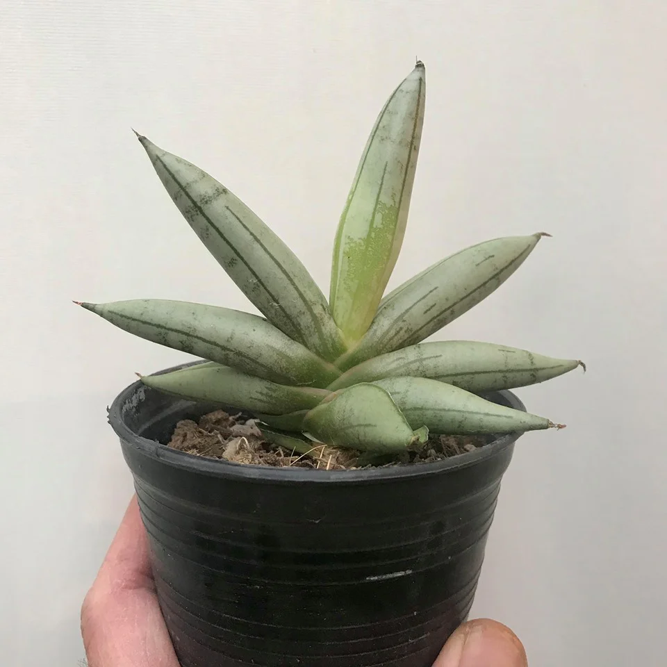 sansevieria Boncel Plant - Image 4