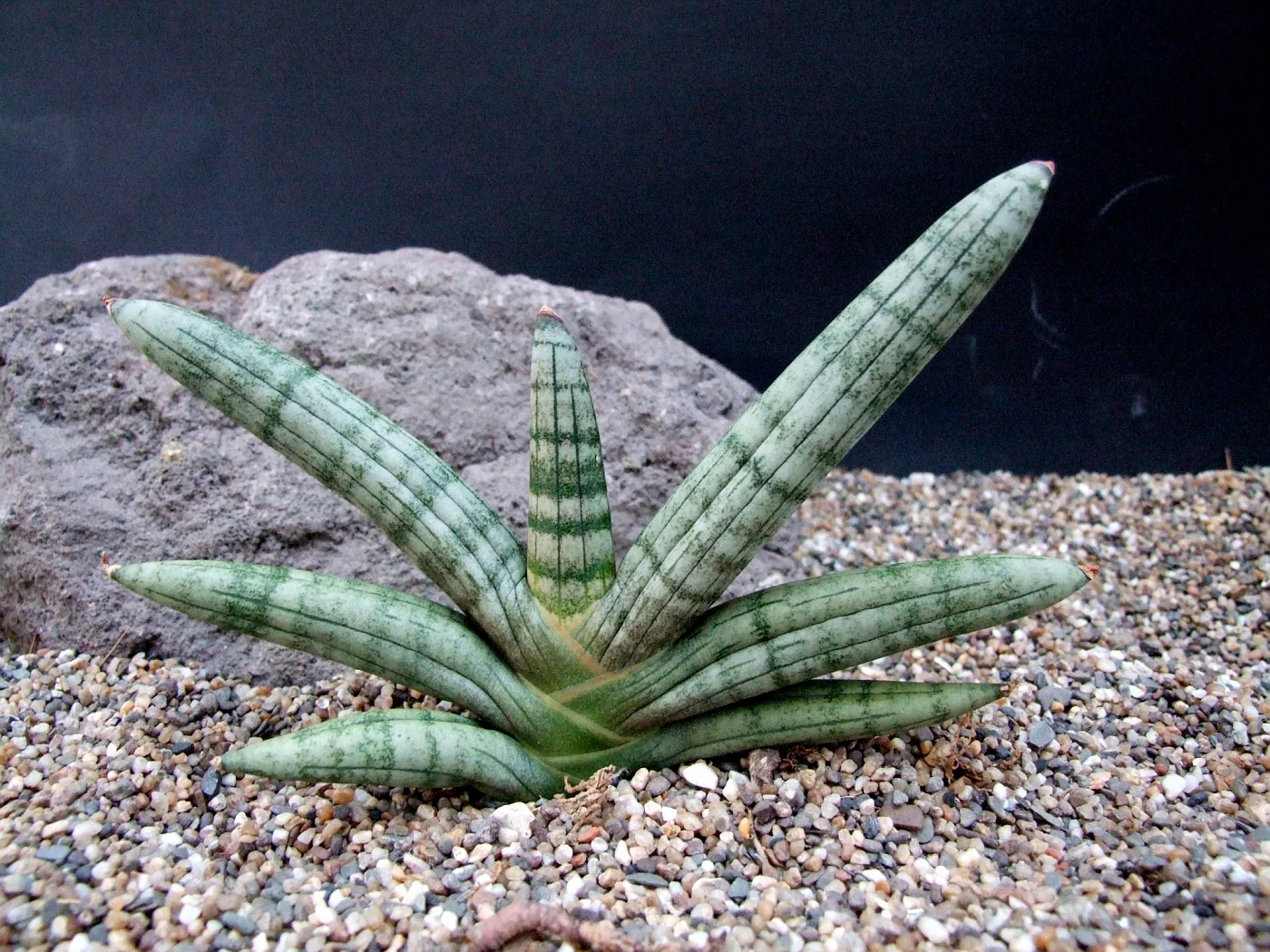 sansevieria Boncel Plant - Image 5